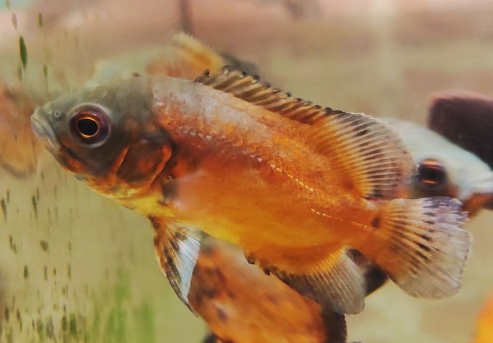 MISIEKZOO Pielęgnice - Pielęgnica Pawiooka