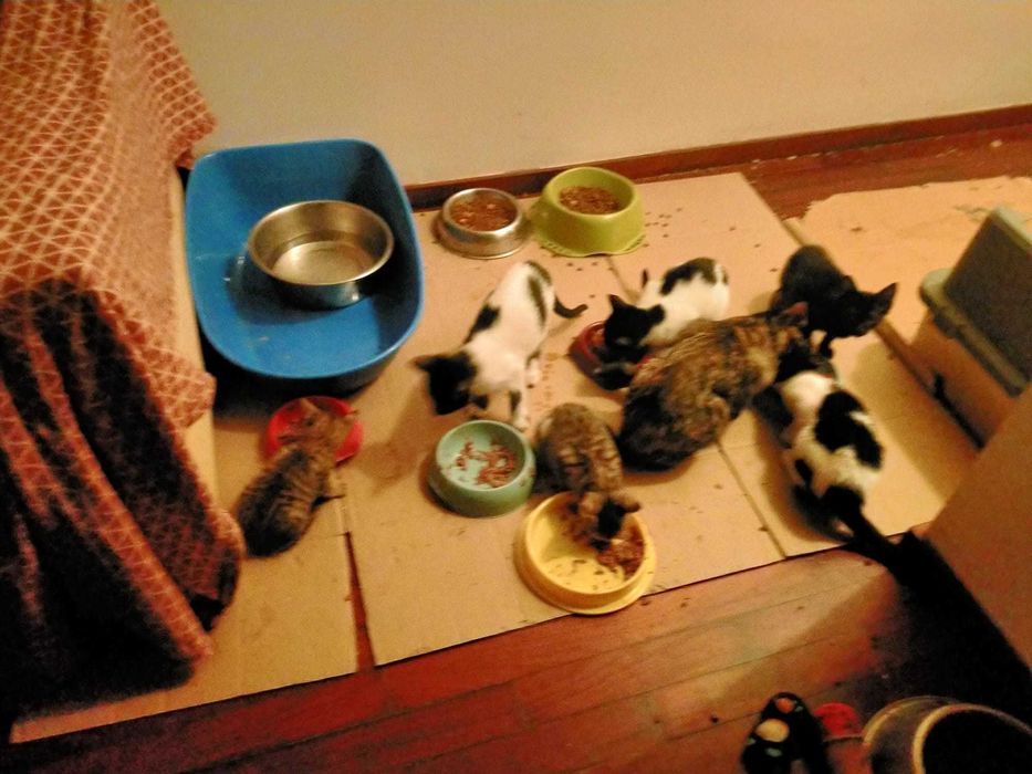 Gatinhos para adoção
