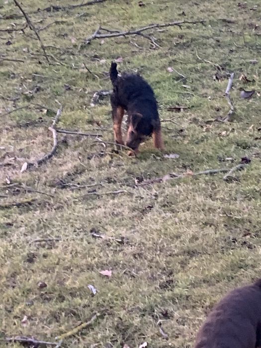 Terier Niemiecki Pies