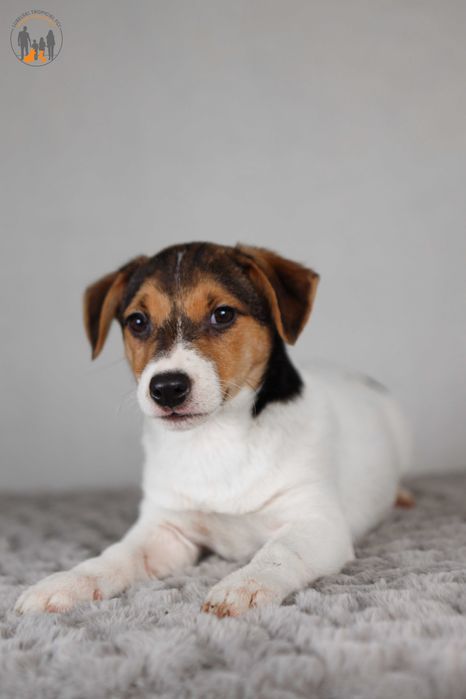 Jack Russell Terrier ZKwP FCI piesek k.włos