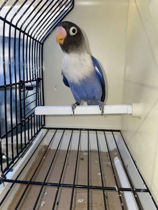 Agapornis personatas