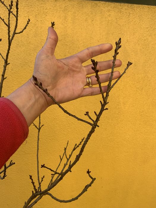 Arvores frutas em vaso