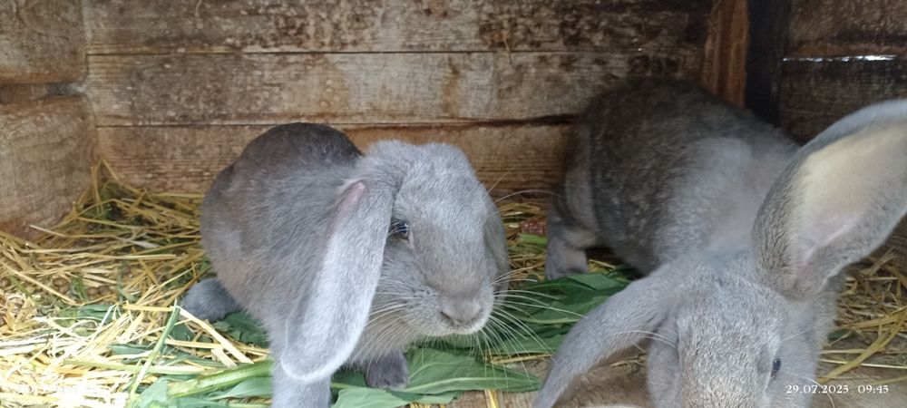 Кролі на розплід