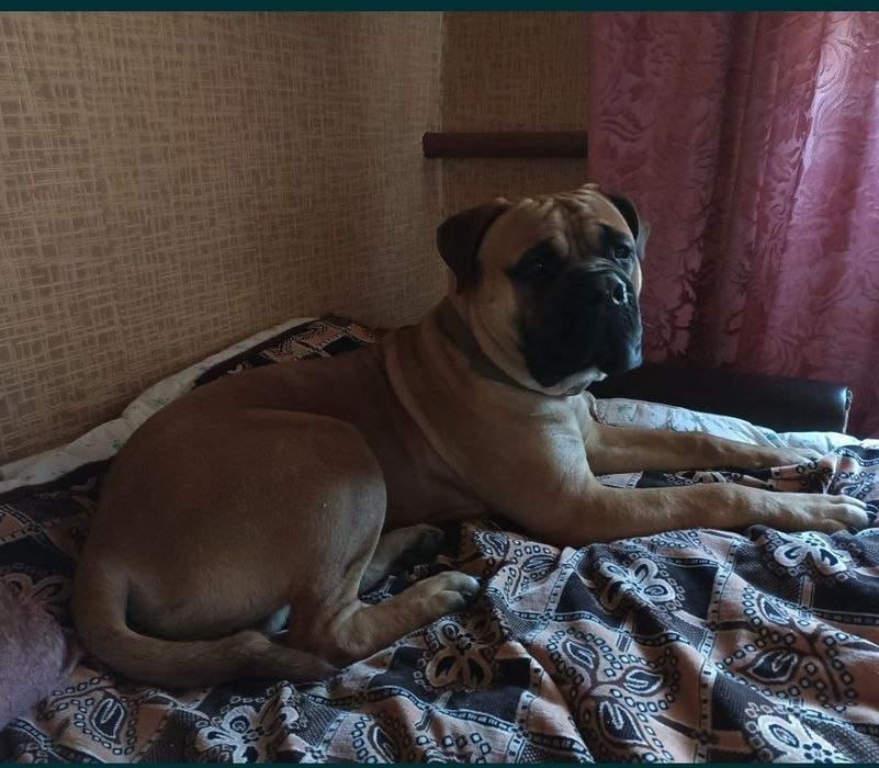 Породний хлопець запрошує на в'язку