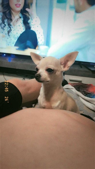 Chihuahua miniatura menino pelo curto