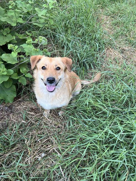 Отдам в хорошие руки