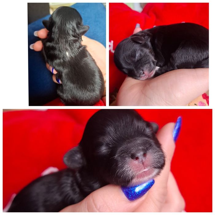 Shihpoo suczka  pudel miniaturowy Shihtzu