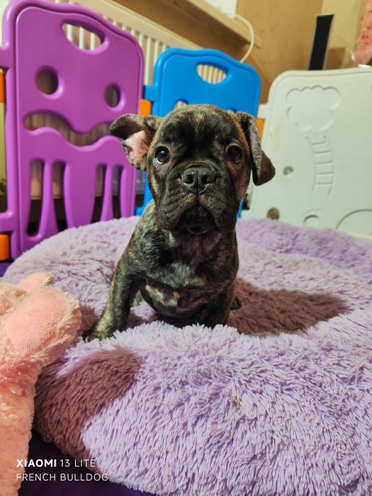 Дівчинка в тигровому забарвлені.