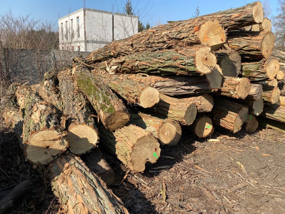 AKACJA sprzedam Akacje Drewno Akacjowe