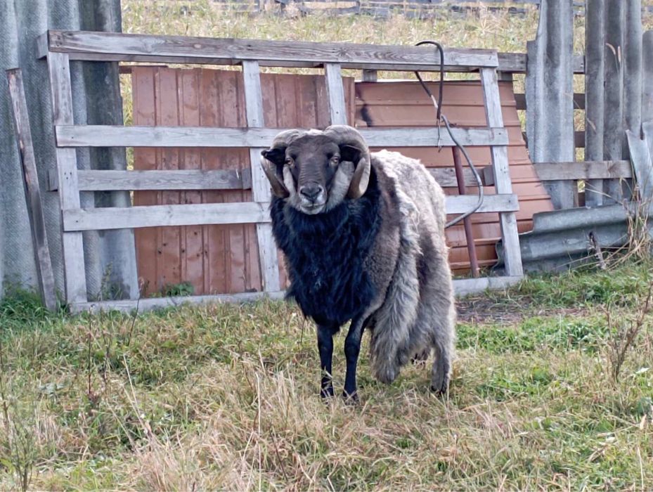 Бараны на развод Зитьки