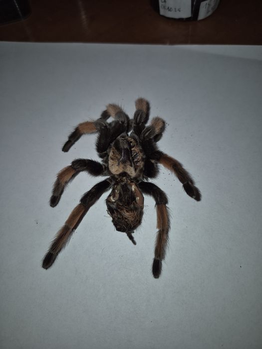 Wylinka, Ptasznik, Brachypelma Emilia