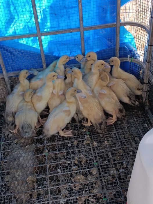 Patos mudos venda ou troca