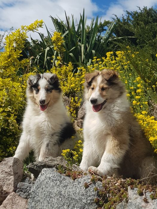 Owczarek szkocki collie