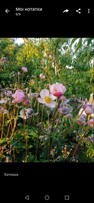 Анемона японская розовая