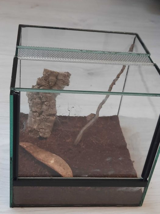 Ptasznik - pterinochilus murinus usambara + terrarium