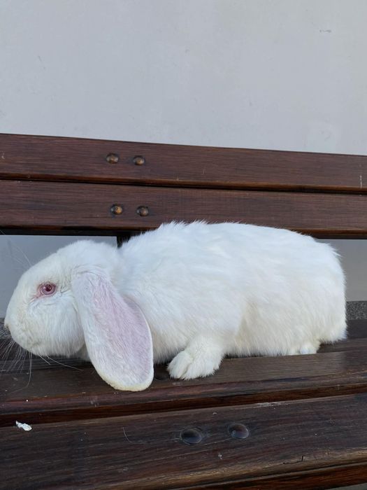 Baran francuski, królik