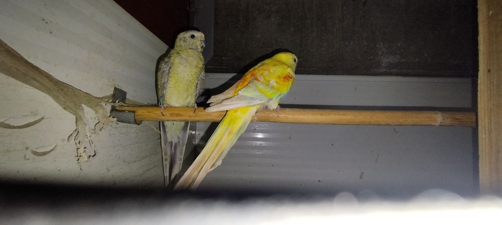 Disponível casal red rumped ...