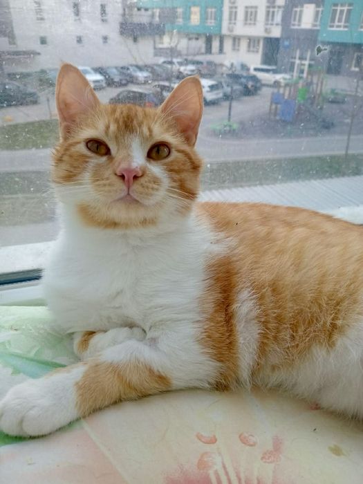 Лагідний котусик у добрі руки