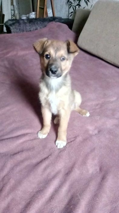 Метис хаски . Малыши.