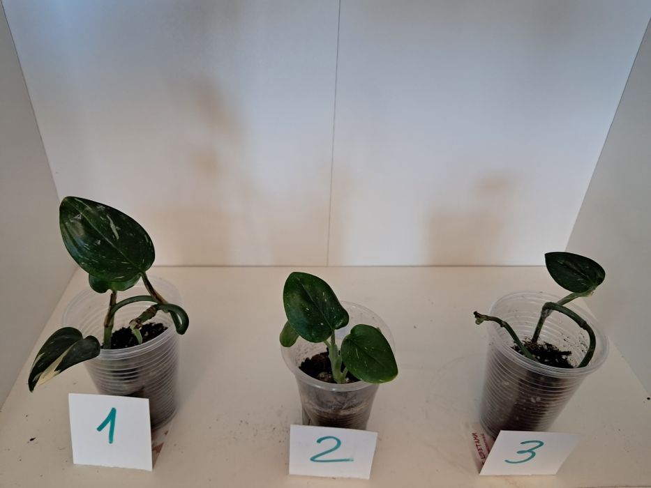 Хойя белла квітуча декілька разів на рік