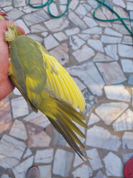 Algumas Aves para saírem