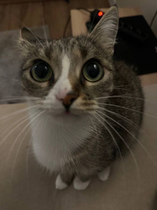 Віддам кицю Тернопіль