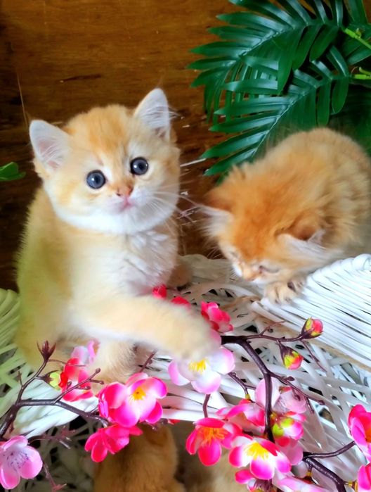 Золотые малыши. Ручные котята золотая шиншилла.