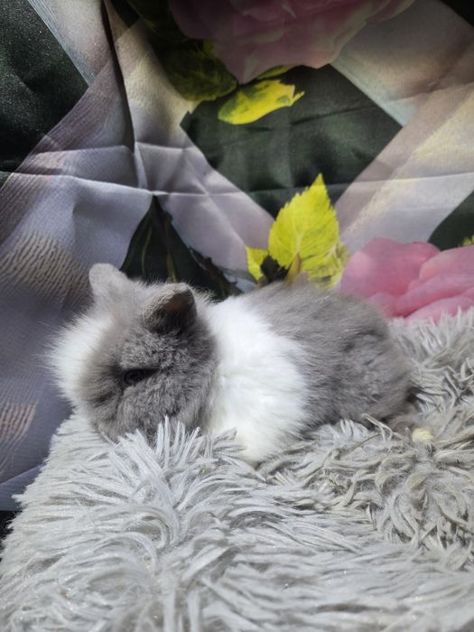 Karzełek Teddy Mini z Metryka