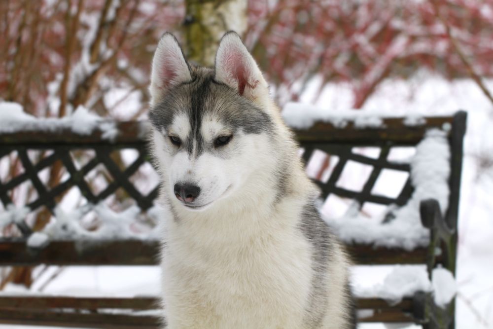 Siberian Husky ZKwP