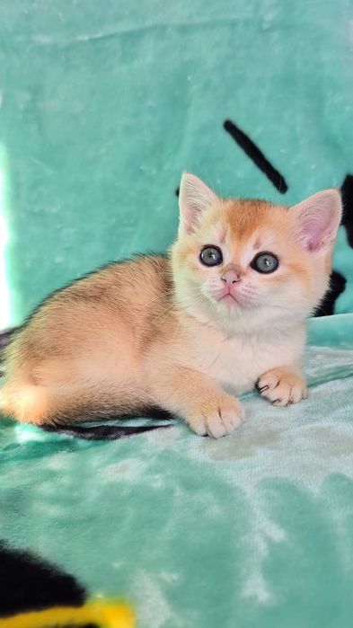 Шикарний котик золота шиншила