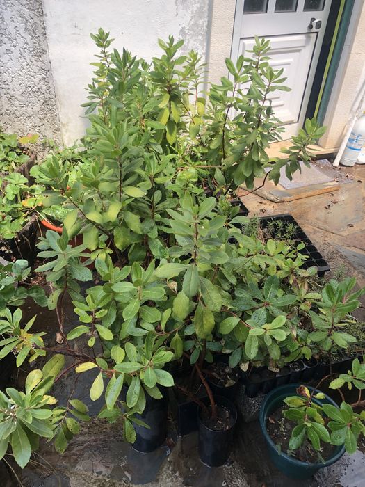 Medronheiros e Zimbros