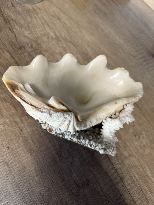 Морская раковина. Крым, СССР