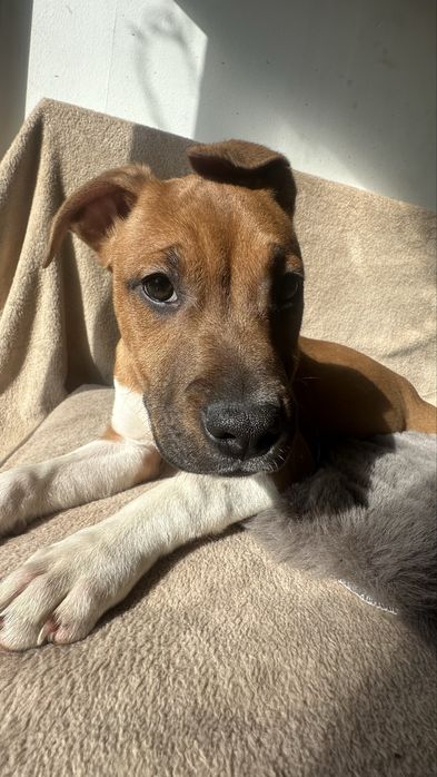 American Staffordshire Terrier amstaff szczeniak z metryką do odbioru