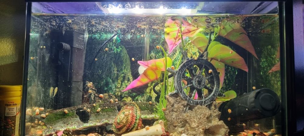 Guppys peixes de aquario