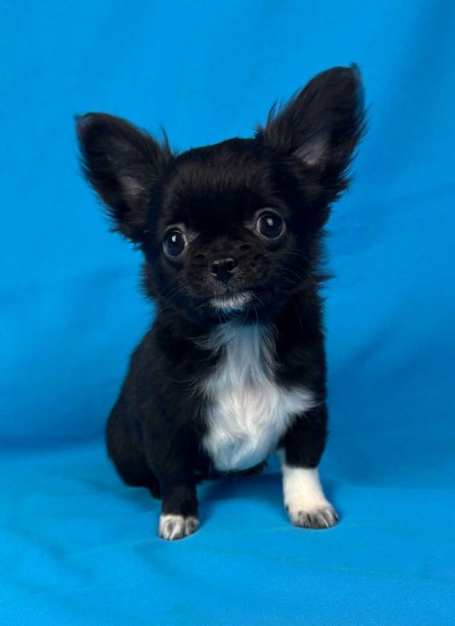 Красива дівчина чорного забарвленн