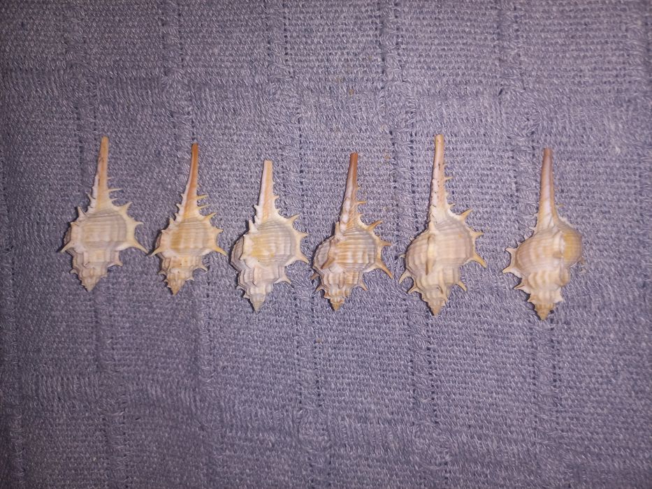 Buzios 5 cm - 6 unidades