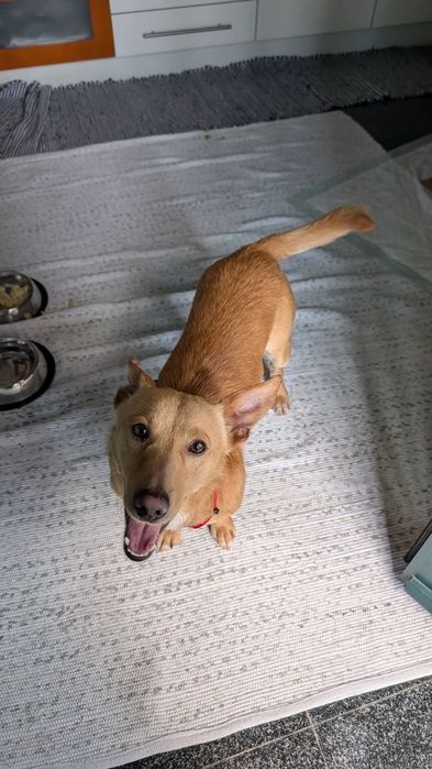 Cão pequeno e meigo