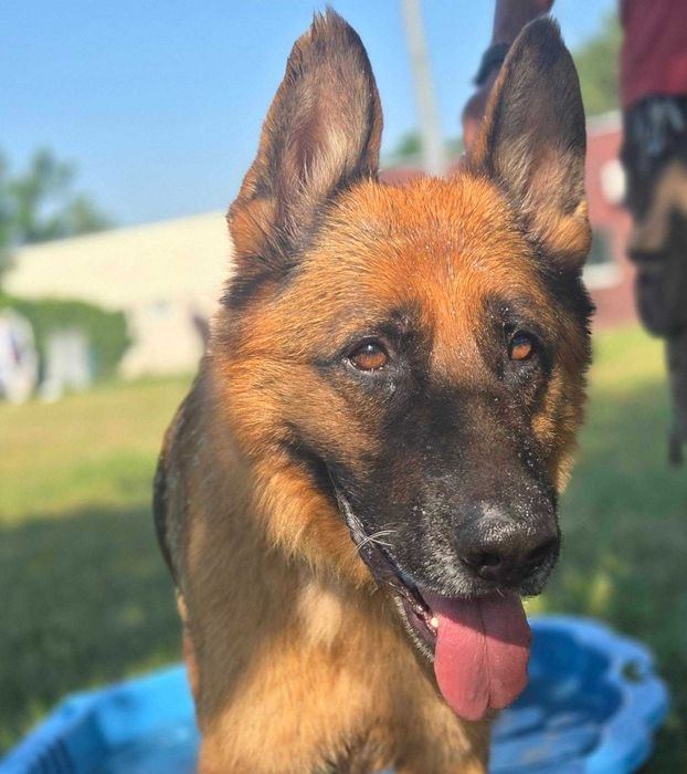 Cudny owczarek do adopcji
