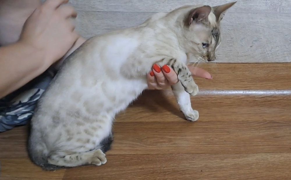 Бенгальская кошка