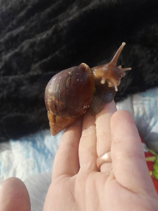 Ślimaki afrykańskie 6cm