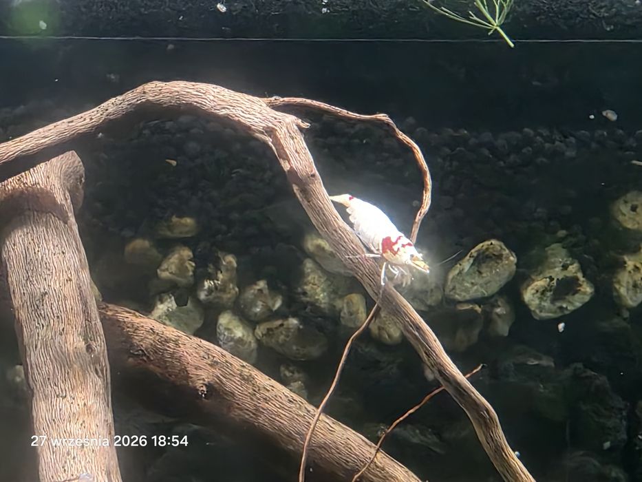 PRL K14 krewetki jakosc MEDIUM caridina