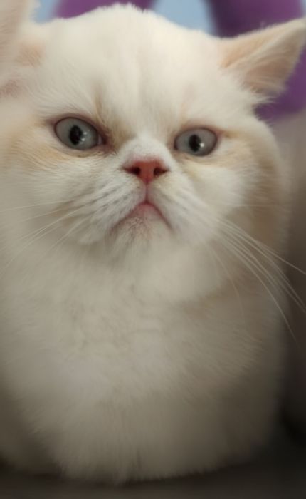 Gatinho himalaio red point doll face