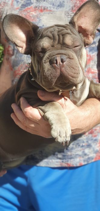 Продам щенков французского бульдога