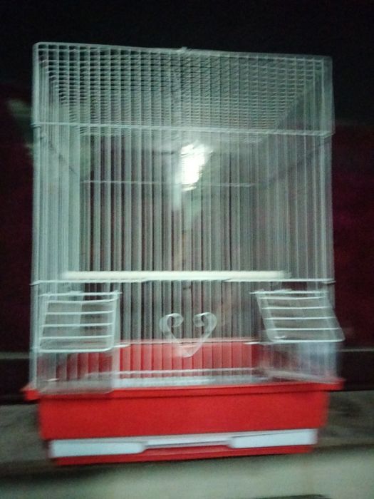 Caturra domesticada e agapornis domésticados.