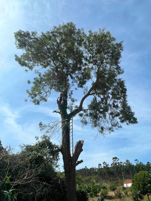 Limpeza de Terrenos
