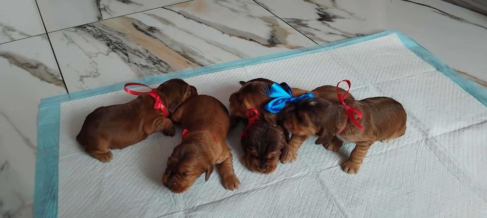 Cocker Spaniel angielski
