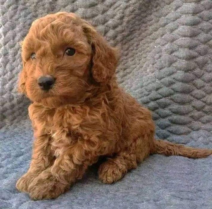 Мальтипу премиум мини с документами