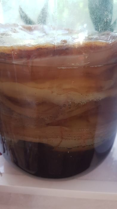 Чайний гриб, Комбуча.