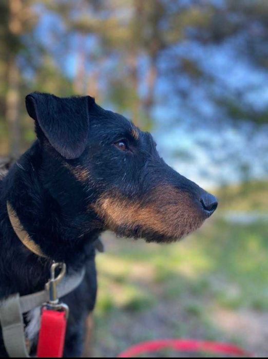 Nero w typie teriera niemieckiego szuka odpowiedzialnego opiekuna.