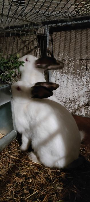 Króliki Kalifornijskie